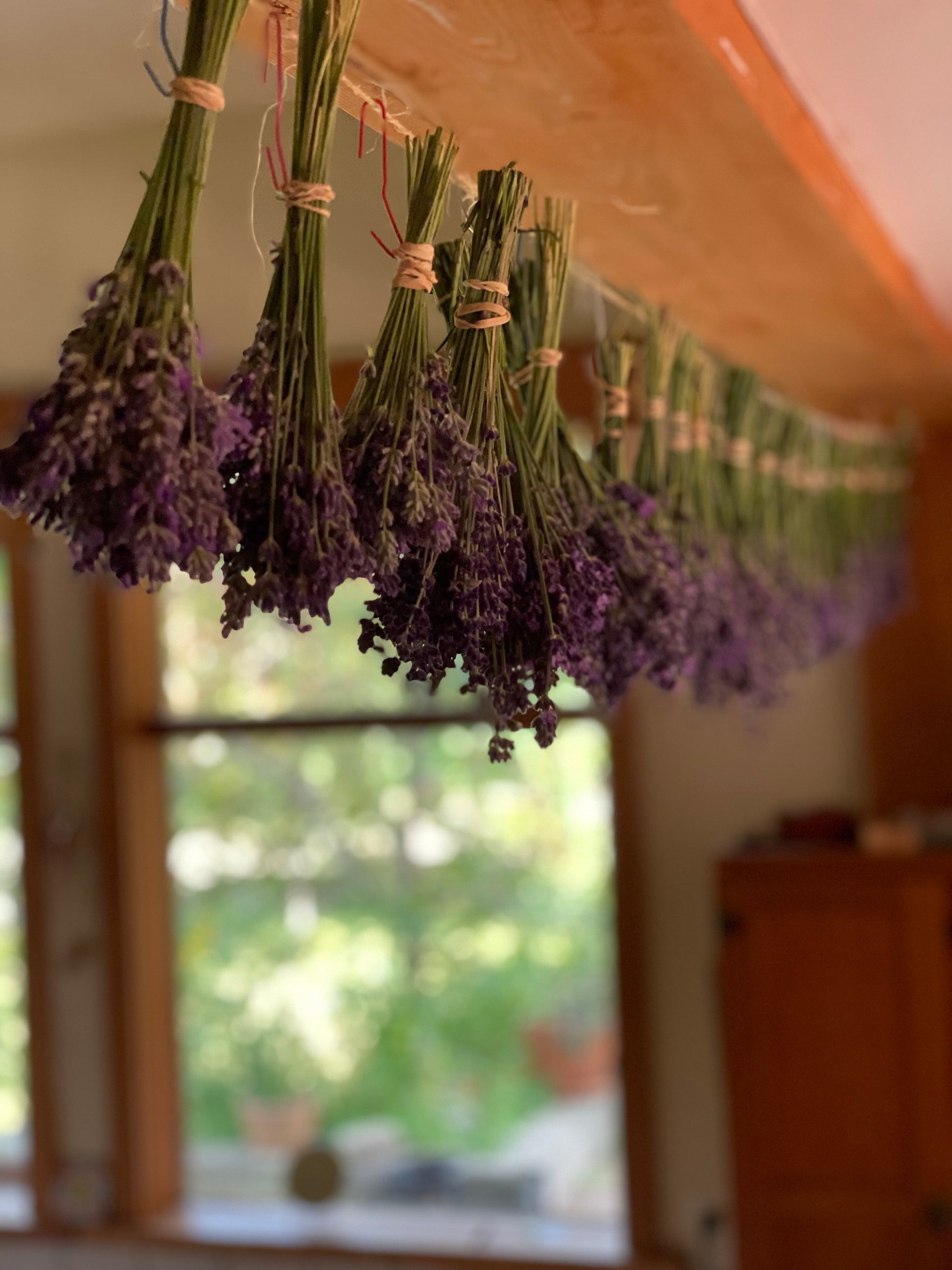 Lavender hanging to dry